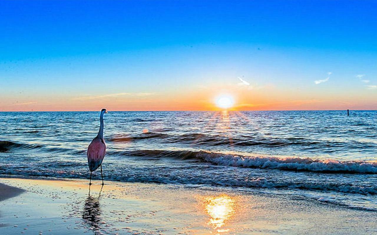 Luxury 5 Star Condominium Water Front 3 Beds 2 Bath Pool Hot-Tub Beach And City Views Clearwater Beach Exterior photo
